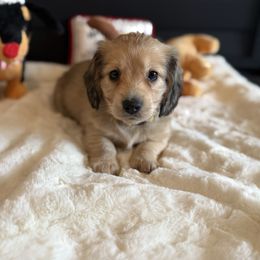 Basil - Cream female Dachshund puppy in Morristown, Tennessee from Hillside Hounds