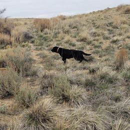 Labrador Retriever All Grown Up from White Mountain Kennels
