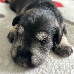 Girl 1 - Salt and pepper female Miniature Schnauzer puppy in Woodburn, Kentucky from Southern Kentucky Schnauzers