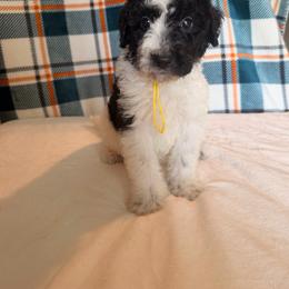 Lion - Parti male Poodle puppy in Luana, Iowa from Country View Bernedoodles and Goldendoodles