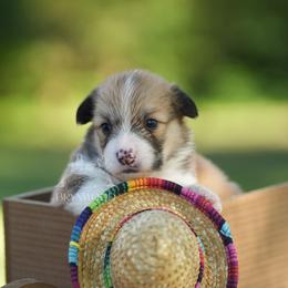Yellow Collar - Red male Pembroke Welsh Corgi puppy in Terrell, Texas from Brynwood Pembroke Welsh Corgis