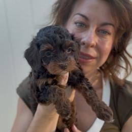 Meadow - Cavapoo
