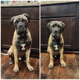 Bullmastiff Puppies from NERO Bullmastiffs
