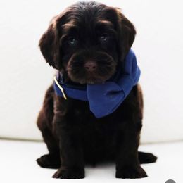 Goofy - Chocolate male Australian Labradoodle puppy in Diamond Bar, California from Furrytaildoodles