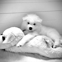 Samoyed Puppies from DelMar Dreams Samoyeds