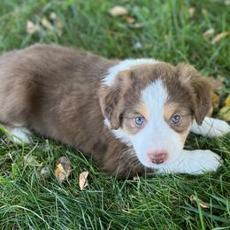 Linus - Red tri-color male Australian Shepherd puppy in Lebanon, Oregon from Mount Hope Aussies