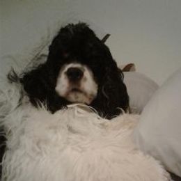 Angel Baby - Cocker Spaniel