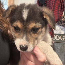 Scottie - Black and tan male American Corgi puppy in Tonasket, Washington from Highland corgis