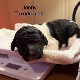 Jonny - Parti male Poodle puppy in Washington, Pennsylvania from Patriotic Poodles