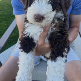 Sox - Tri-color male Bernedoodle puppy in Saratoga Springs, Utah from Coconut Bernedoodles