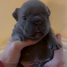 Blue Brindle Girl (Sansa - Meeko) - Brindle female French Bulldog puppy in Gulf Breeze, Florida from SW Frenchies
