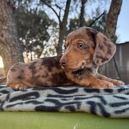 Basset Hound and Dachshund Puppies from Long Dog Ranch
