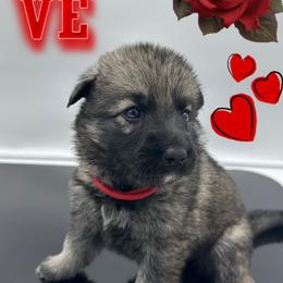 German Shepherd Puppies from Devon Rugerio's German Shepherds