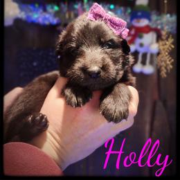 Holly - Black female German Shepherd puppy in Fort Jennings, Ohio from Von Holtzapple German shepherds