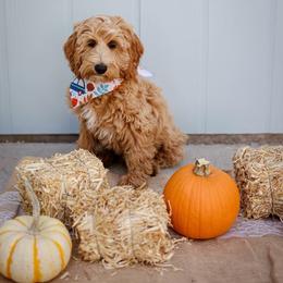 Rayne - Red  female Goldendoodle puppy in Boise, Idaho from Goldendoodle Baby
