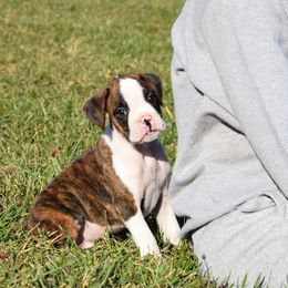 Henry - Brindle male Boxer puppy in Humboldt, Nebraska from Keims Royal Boxers