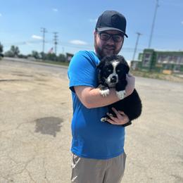 Dino - Black & white male Australian Shepherd puppy in Laotto, Indiana from Circle B working Aussies