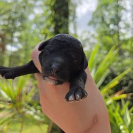 Bernedoodle, Cavapoo, Goldendoodle, Miniature Schnauzer, and Poodle Puppies from Alyssa Xxweetdoodles