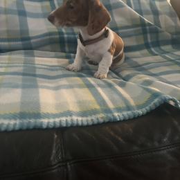 Dachshund Puppies from Treasure Valley Dachshunds