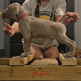 Red Collar - Silver gray male Weimaraner puppy in Indiana from So-IN Weimaraner's