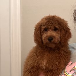 Cavapoo, Goldendoodle, and Poodle All Grown Up from Dlm_doodles