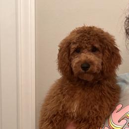 Cavapoo, Goldendoodle, and Poodle All Grown Up from Dlm_doodles