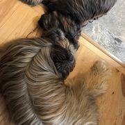 Briards from Briards Le Chien Poilu