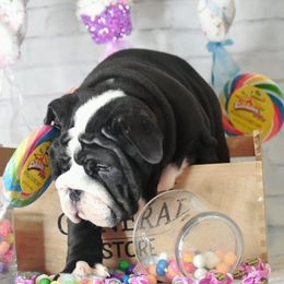 Bulldog Puppies from Dampier Bulldogs Mo