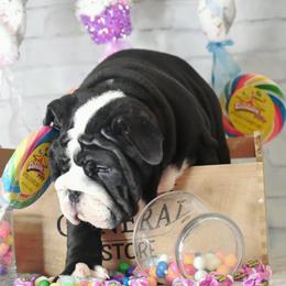 Bulldog Puppies from Dampier Bulldogs Mo