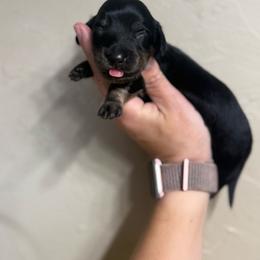 Bruce - Brindle male Dachshund puppy in Oklahoma City, Oklahoma from Barrett’s Doxie Farm