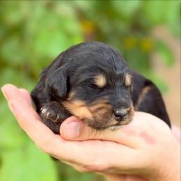 Solstice - Phantom female Bernedoodle puppy in Glendale, Arizona from Arizona Bernedoodles