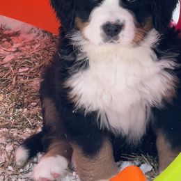 Bernese Mountain Dog Puppies from Breaking Trail Berners