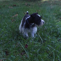 Rebel - Miniature Schnauzer