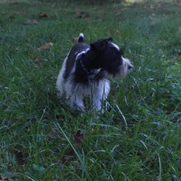Rebel - Miniature Schnauzer