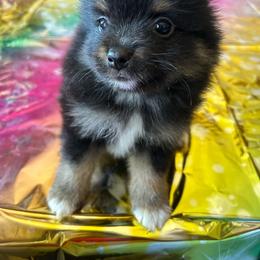 Lush - Black male Pomeranian puppy in Sout Gate, California from My Heavenly Poms