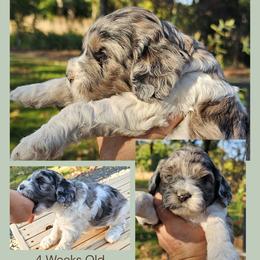 Grey Merle Parti Boy - Merle male Cockapoo puppy in Stayton, Oregon from MoSa Ranch Cockapoos