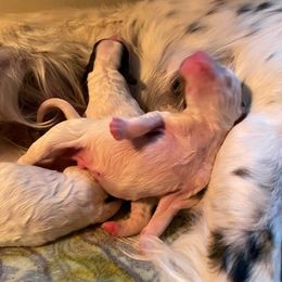 English Setter Puppies from English Setter Farms