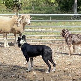 Australian Shepherds from Hawkins Working Australian Shepherds