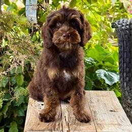Frida - Chocolate female Australian Labradoodle puppy in Anderson, California from Shaggy Doodles