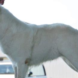 Caucasian Shepherd Dogs and Poodles from Great Strength