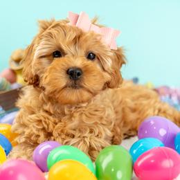 Bailey - Red female Cavapoo puppy in Erda, Utah from Country Lane Doodles