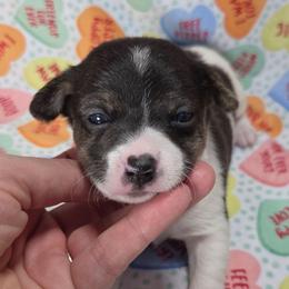 Love bug - Black white and tan male Rat Terrier puppy in Rio Vista, California from CaliRats Rat Terriers