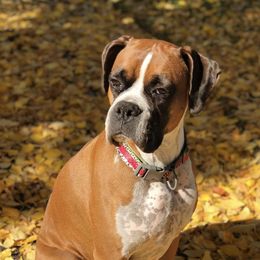Boxers from Blooming Boxers