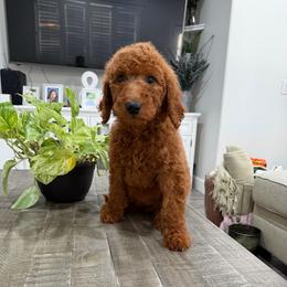 Burgundy - Red  female Goldendoodle puppy in Bakersfield, California from Lavish Doodles