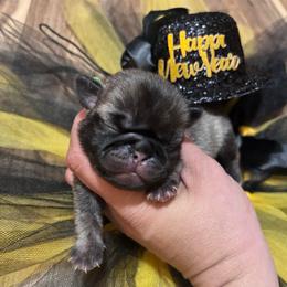 Green collar - Fawn male Pug puppy in Tucson, Arizona from Furever Friends