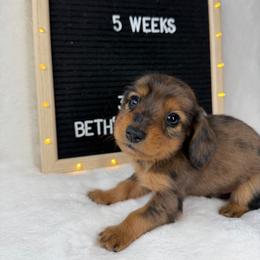 Tej - Dapple male Dachshund puppy in Dickinson, Texas from Beth’s Doxieland