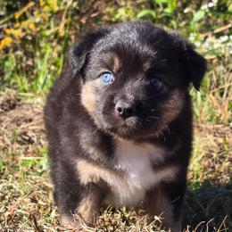 MB.BTF - Black tri female Miniature Australian Shepherd puppy in Deer Lodge, Tennessee from KSH Aussie Haven