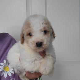 Pumba - Apricot male Goldendoodle puppy in Milwaukwe, Wisconsin from Wisconsin Doodles