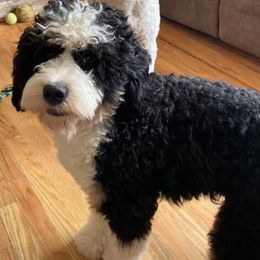 Bernedoodles and Poodles from My Tender Loving Paws