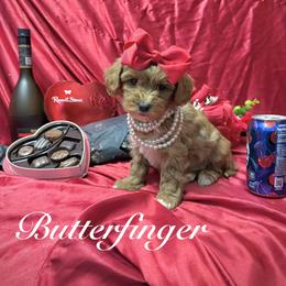 Butterfinger - Red male Yorkipoo puppy in Pennsauken, New Jersey from Noir Luxe Litters of NJ